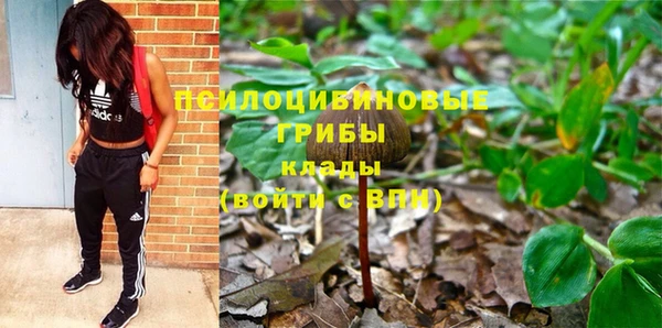 прущие грибы Белокуриха