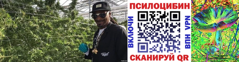 Галлюциногенные грибы Psilocybe blacksprut ONION Буйнакск купить наркоту